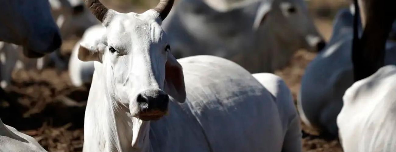 Ministério da Agricultura, Pecuária e Abastecimento
