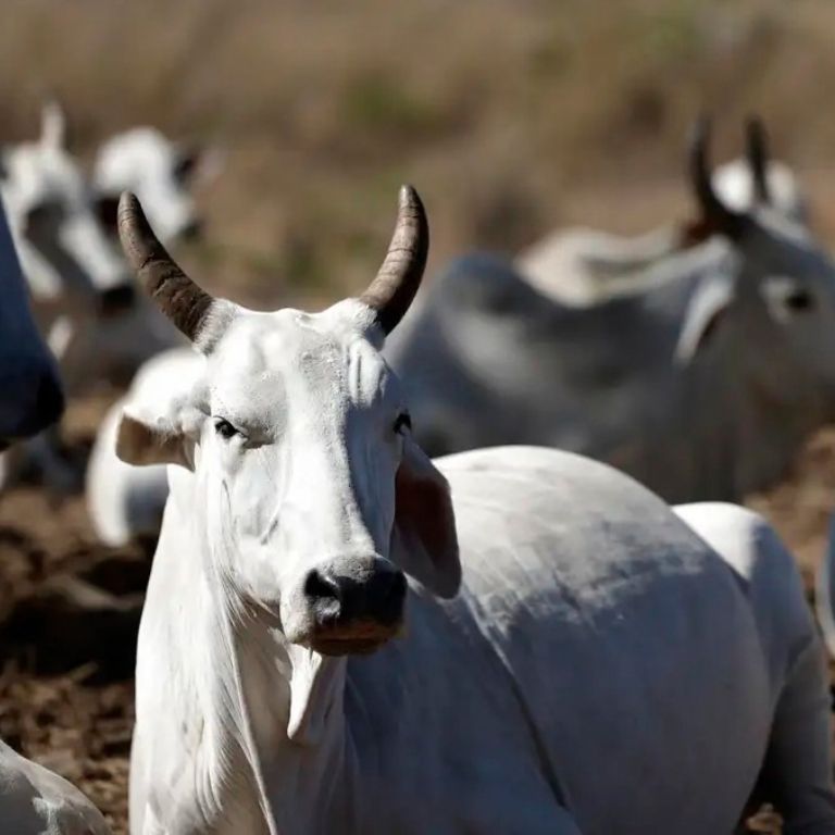 Vaca da raça Nelore, de pelagem branca e chifres curvos e escuros, em primeiro plano, virada parcialmente para a câmera. Ao fundo, desfocados, estão outros bovinos do mesmo rebanho em um ambiente de terra seca e pasto ralo sob luz solar intensa.