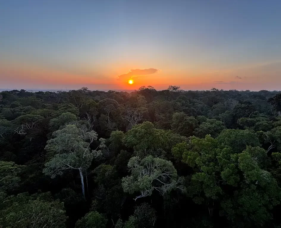 Vista aérea da copa das árvores de uma floresta densa e preservada, com o sol se pondo no horizonte criando um gradiente de cores laranjas e azuis no céu.